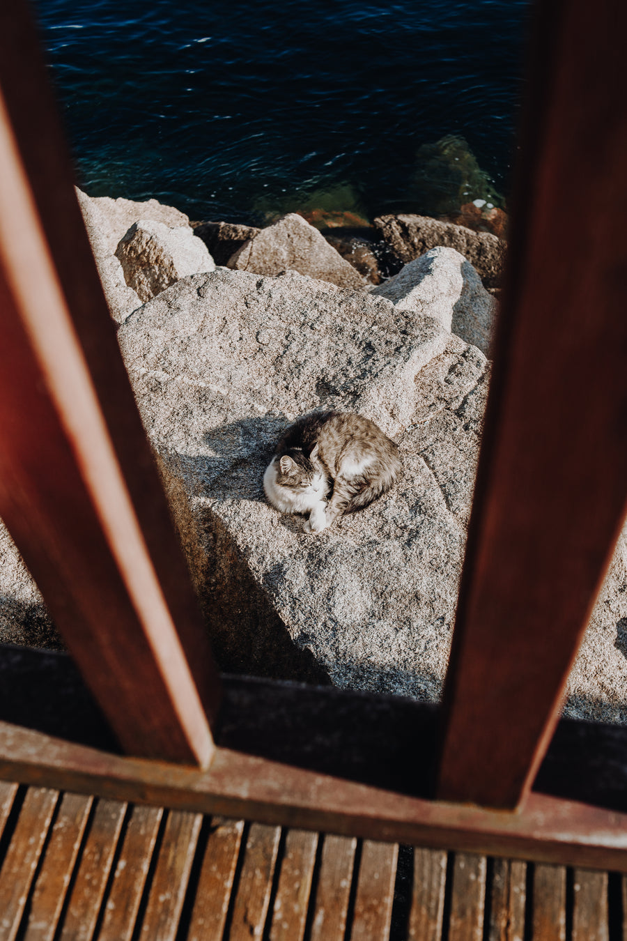 A calm cat